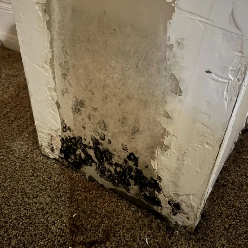 Professional Mold Removal in South Charleston, OH